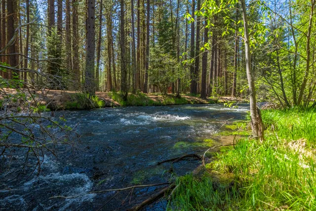 a view of a yard with large trees