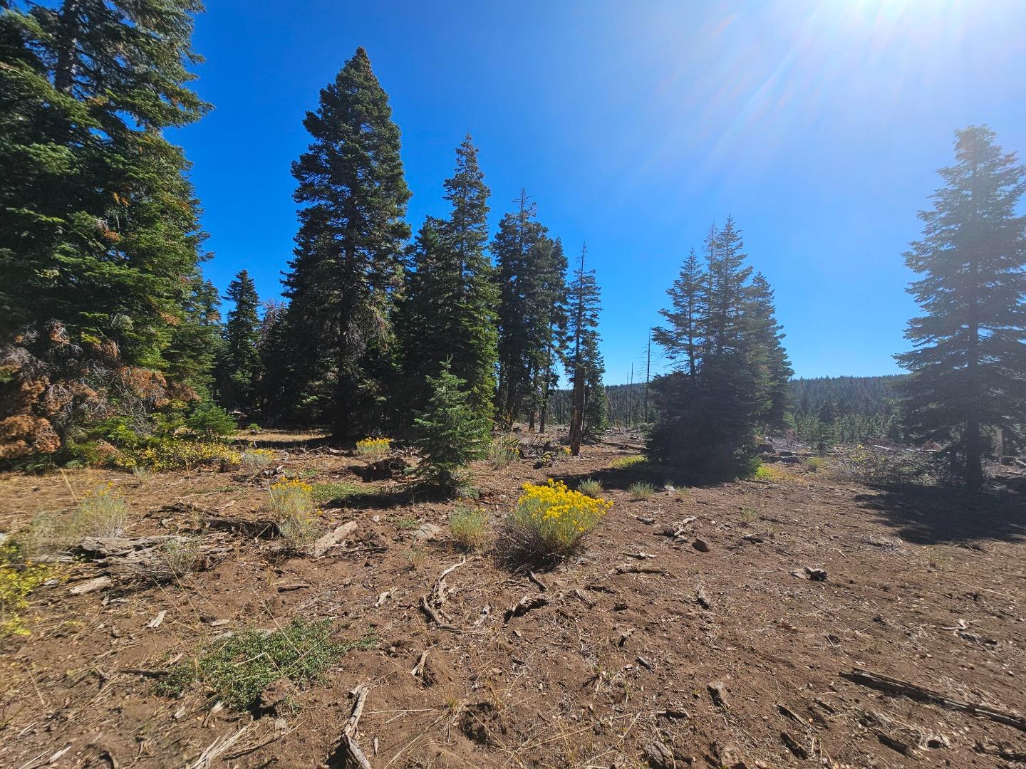 0 Prospect Road Alturas, CA 96101 - Photo 3 of 9 a view of a fire pit with large trees