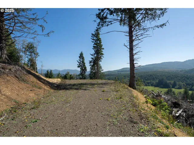 a view of a dry yard with a tree