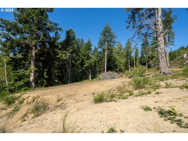 a view of a yard with trees