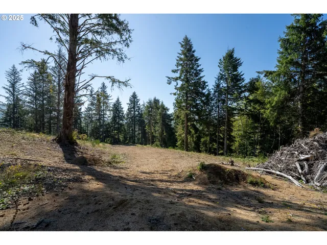 a view of a yard with a tree