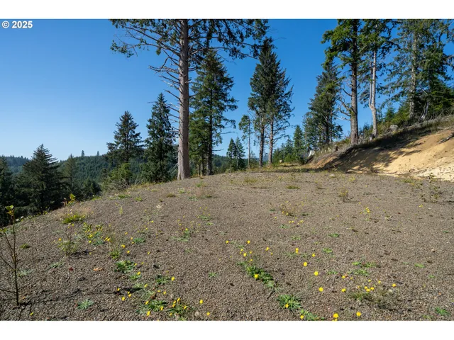 a view of a dirt road with trees in the background