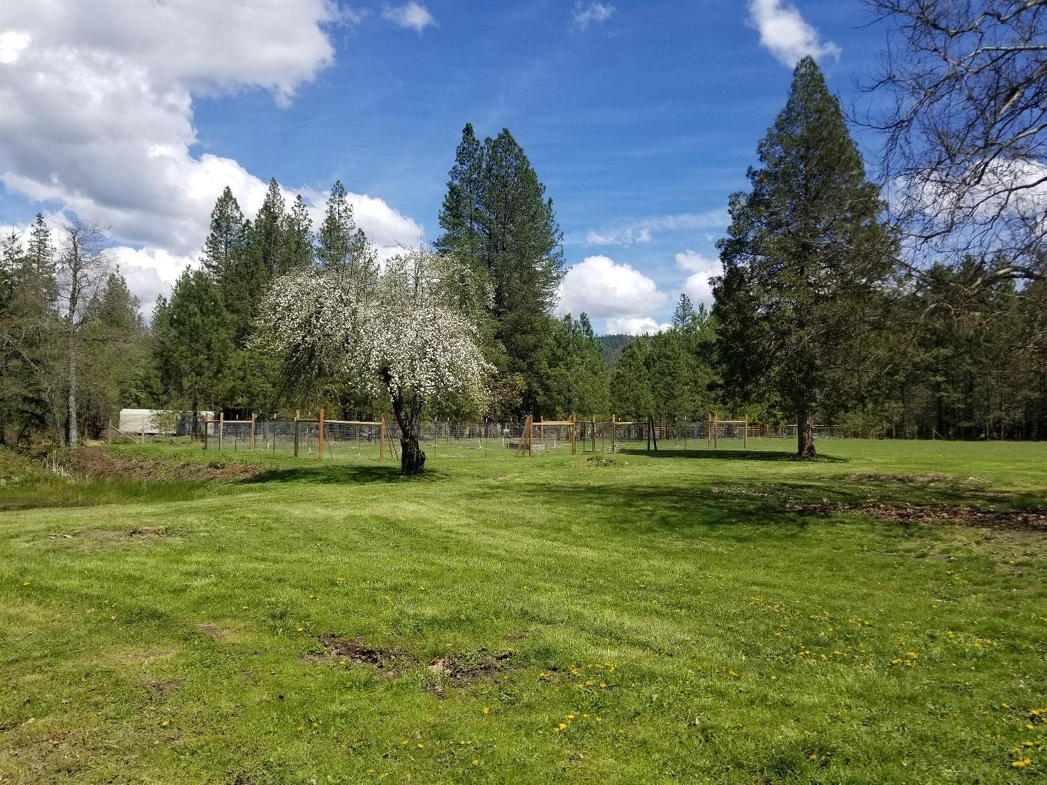 5734 Pleasant Creek Road Rogue River, OR 97537 - Photo 27 of 29 Apple tree blossoming with fenced garden