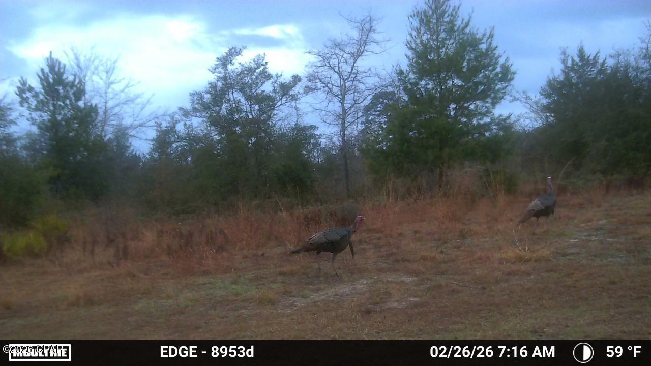 705 Cornwell Road Alford, FL 32420 - Photo 9 of 89