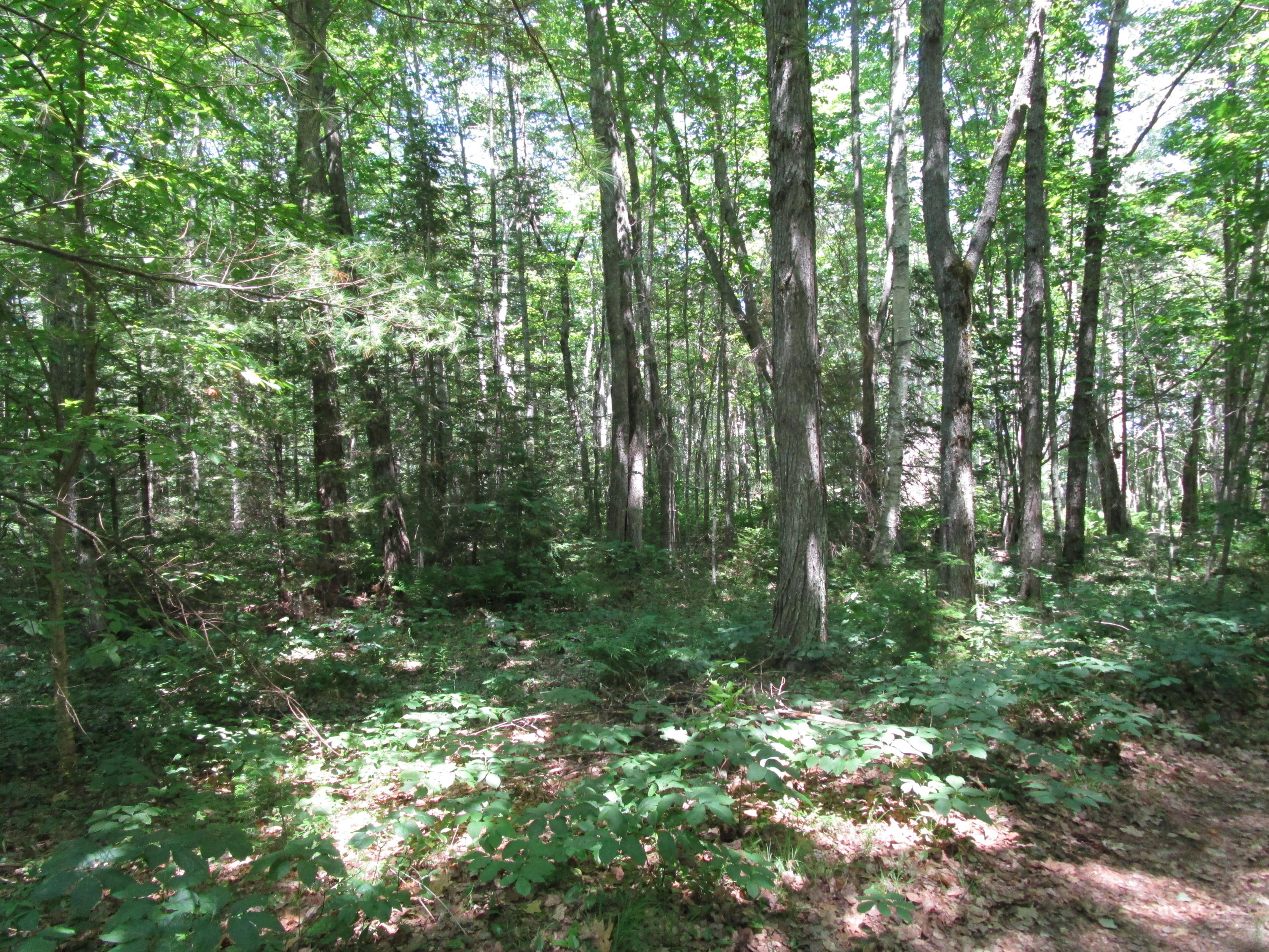 0 Edinburg Road Howland, ME 04448 - Photo 6 of 8 IMG_0838
