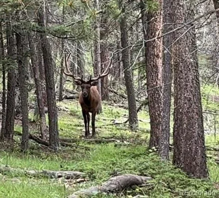 a view of a mountain range with lush green forest