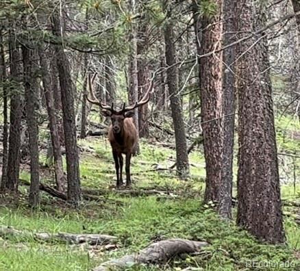 26273 Richmond Hill Road Conifer, CO 80433 - Photo 15 of 47 a view of yard