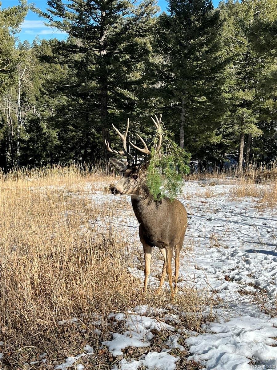 26273 Richmond Hill Road Conifer, CO 80433 - Photo 16 of 47