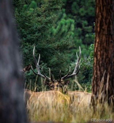 26273 Richmond Hill Road Conifer, CO 80433 - Photo 23 of 47