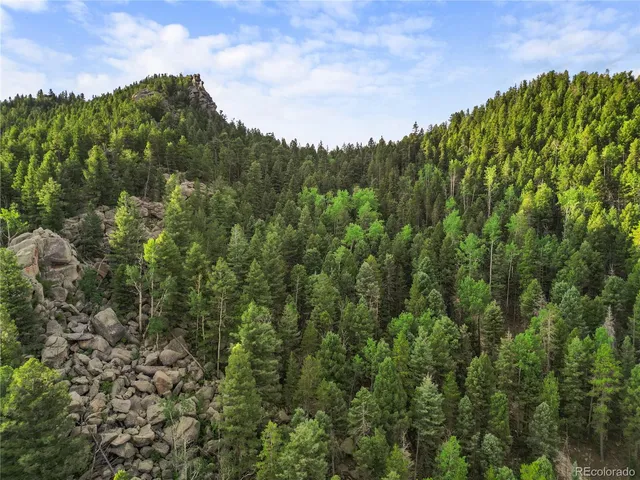 a view of a forest with a yard