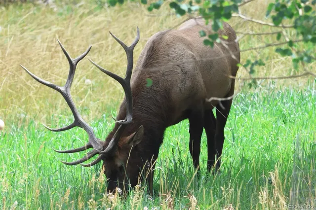 $1,699,000 | 26273 Richmond Hill Road, Conifer, CO 80433