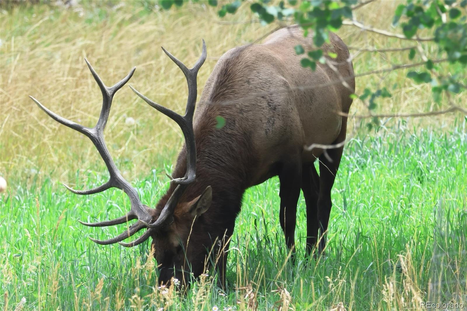 26273 Richmond Hill Road Conifer, CO 80433 - Photo 47 of 47 a backyard of a house with lots of green space and trees all around