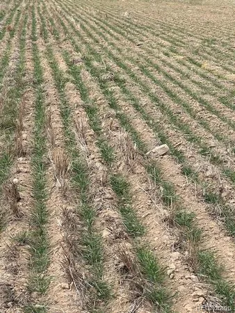 a view of a yard with a dry yard