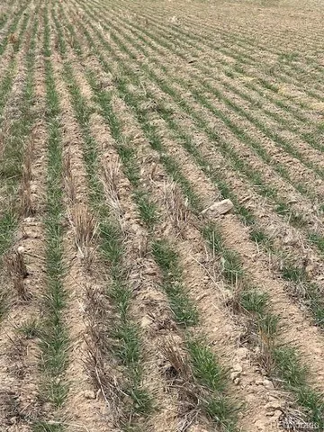 a view of a yard with a dry yard