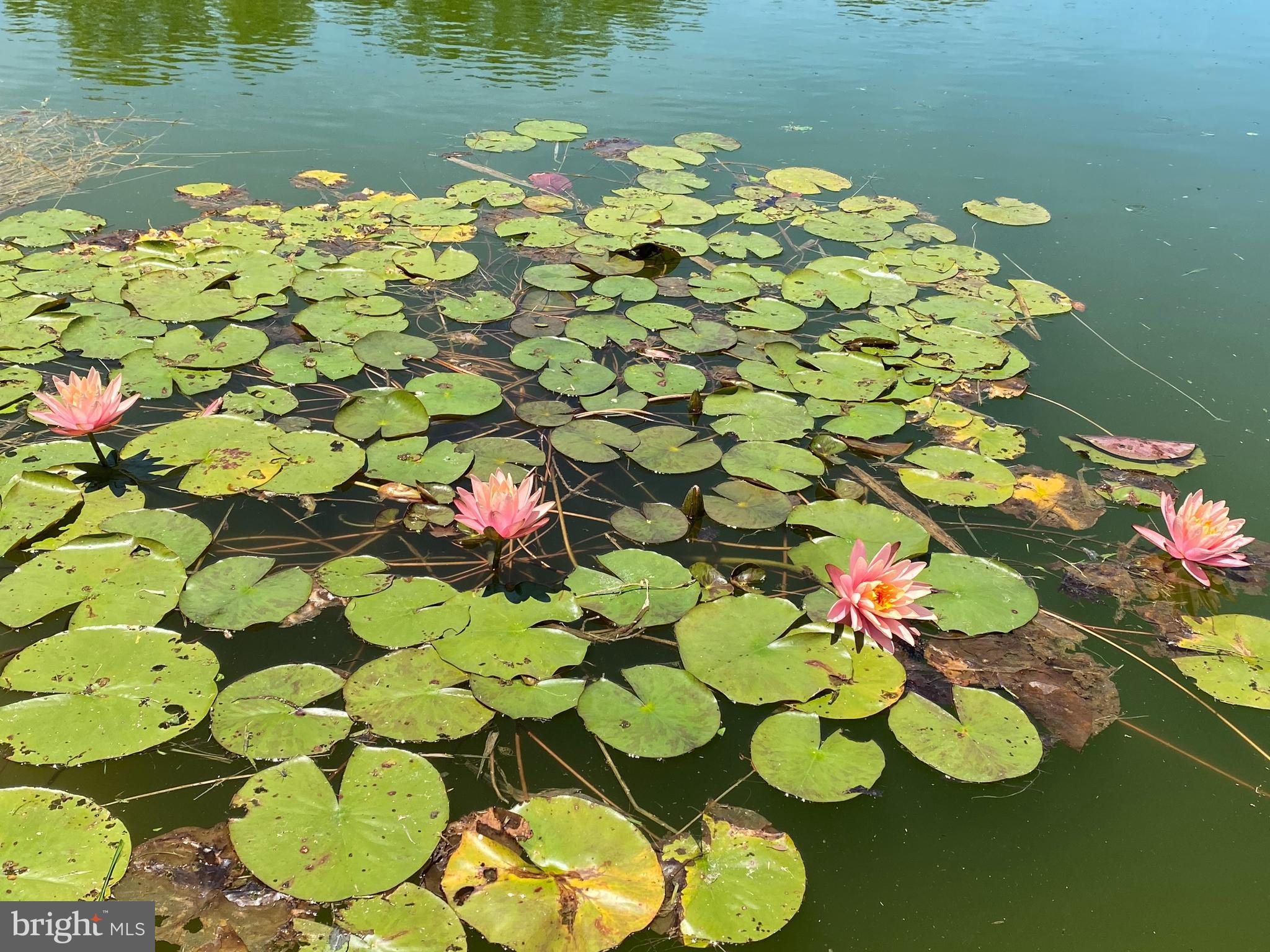 32828 Murray Road Dagsboro, DE 19939 - Photo 101 of 122