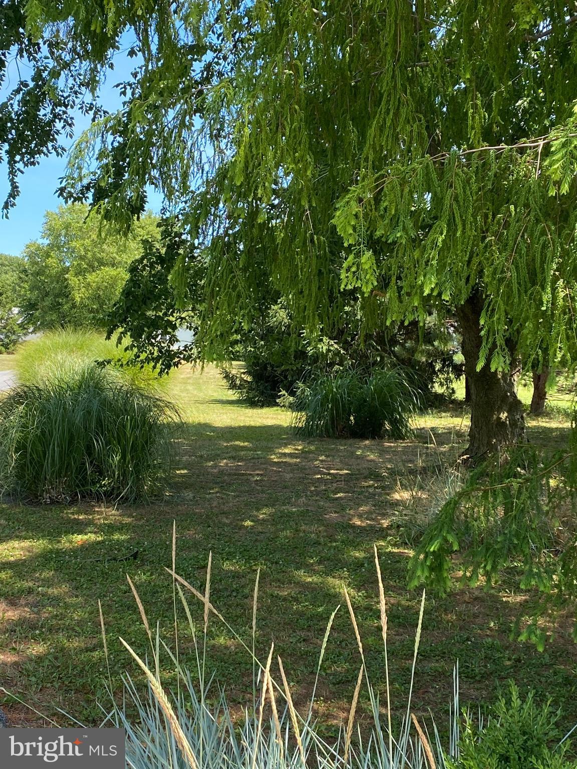 32828 Murray Road Dagsboro, DE 19939 - Photo 95 of 122 Mature trees abound