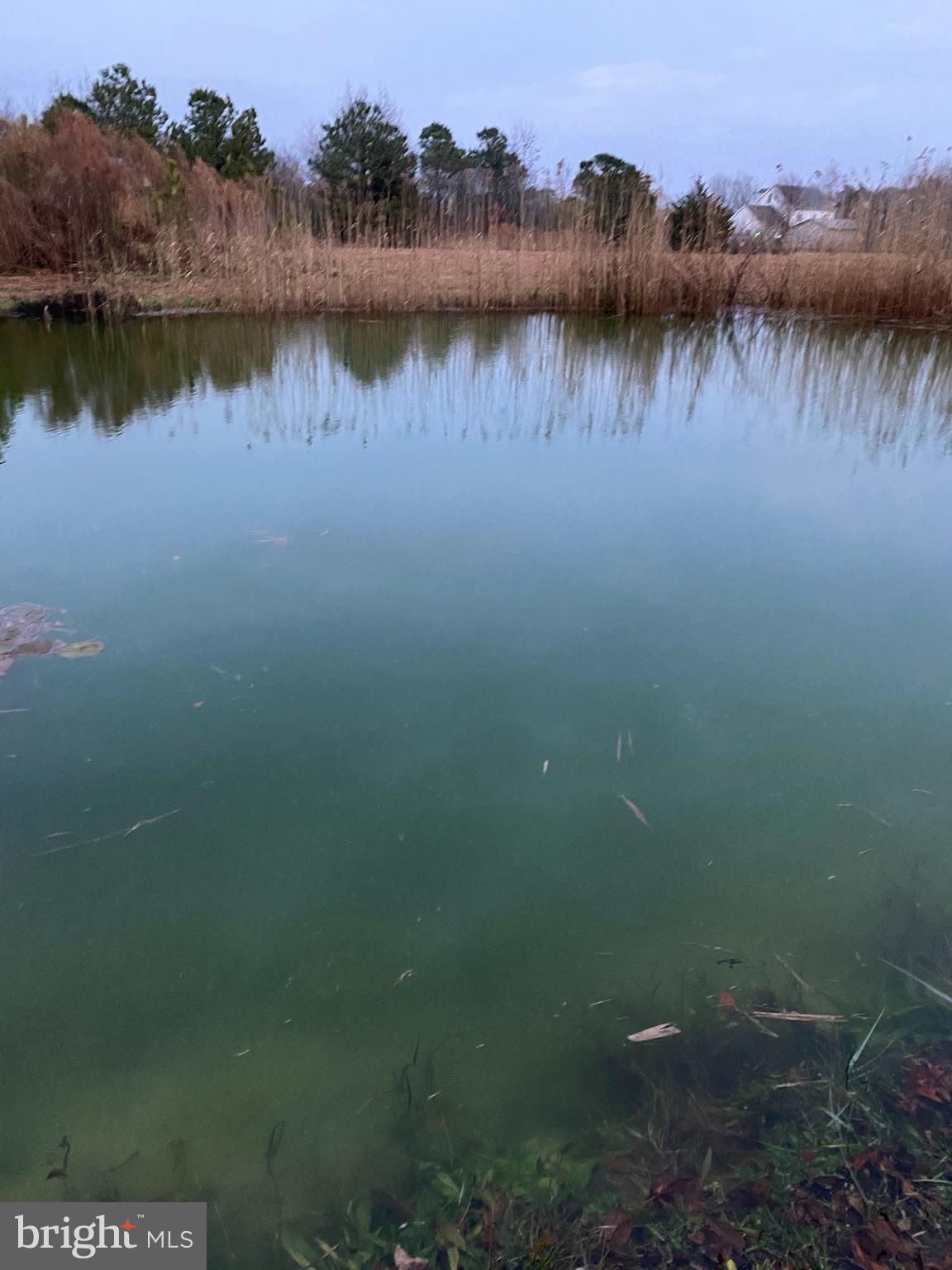 32828 Murray Road Dagsboro, DE 19939 - Photo 97 of 122 Stocked pond