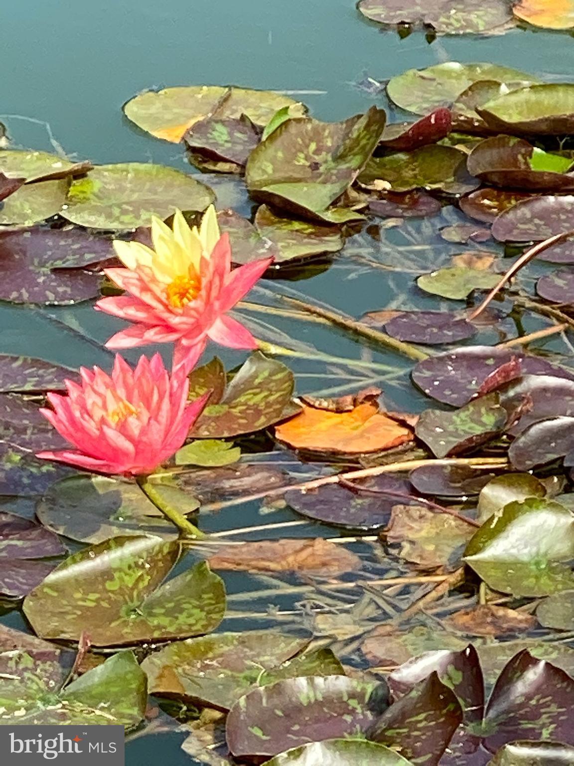 32828 Murray Road Dagsboro, DE 19939 - Photo 100 of 122 Water lilies in the summer
