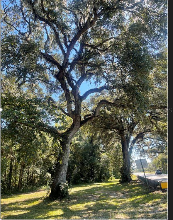Northwest Millhopper Road Gainesville, FL 32653 - Photo 1 of 1 Tree Canopy