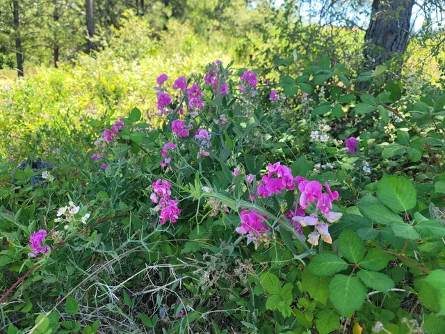 a view of a forest with a tree