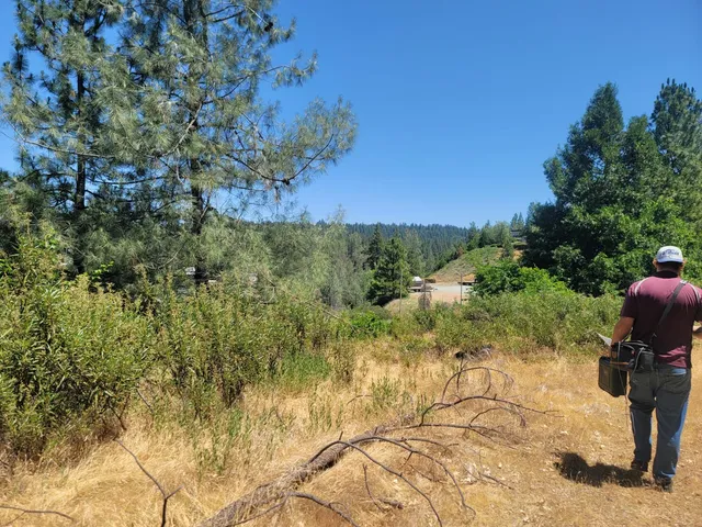 a view of a garden with plants