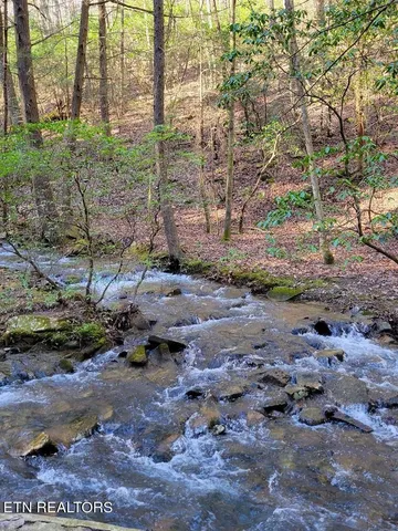 a view of a yard with plants and large trees