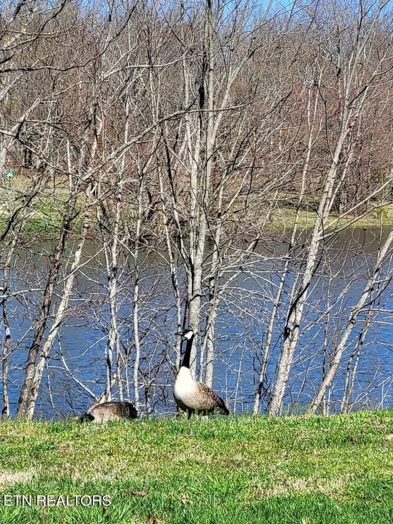0 Tall Tree Trail Dunlap, TN 37327 - Photo 10 of 18 a green field covered with tall trees