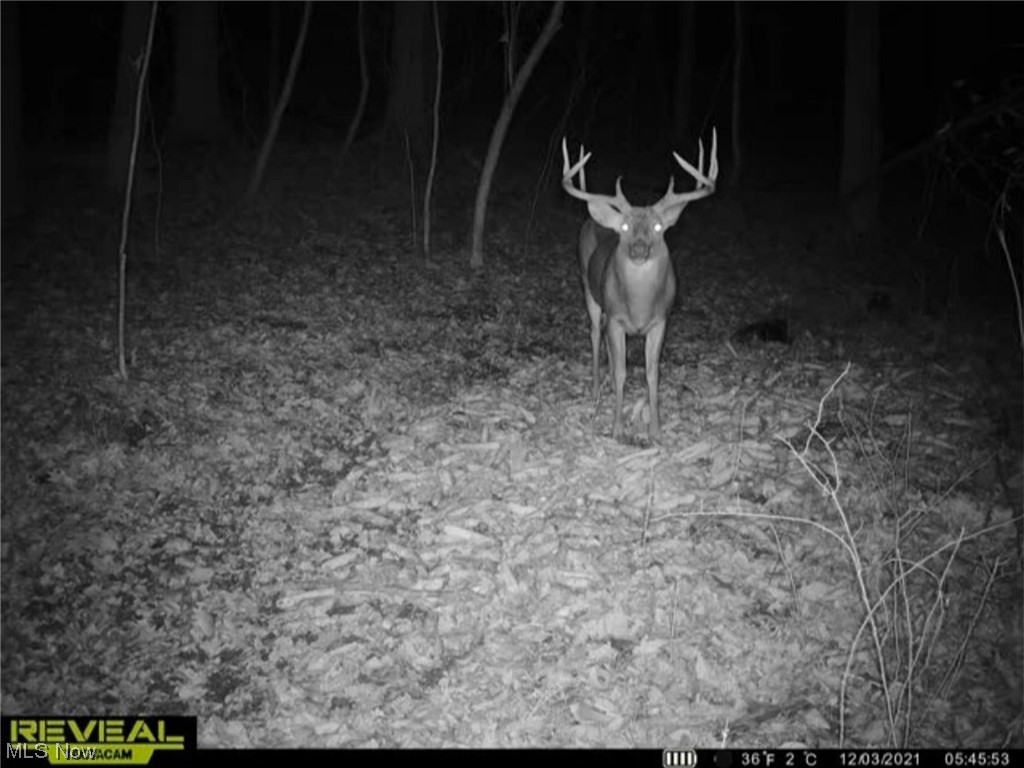 73110 Turkey Run Road Kimbolton, OH 43749 - Photo 26 of 29 deer