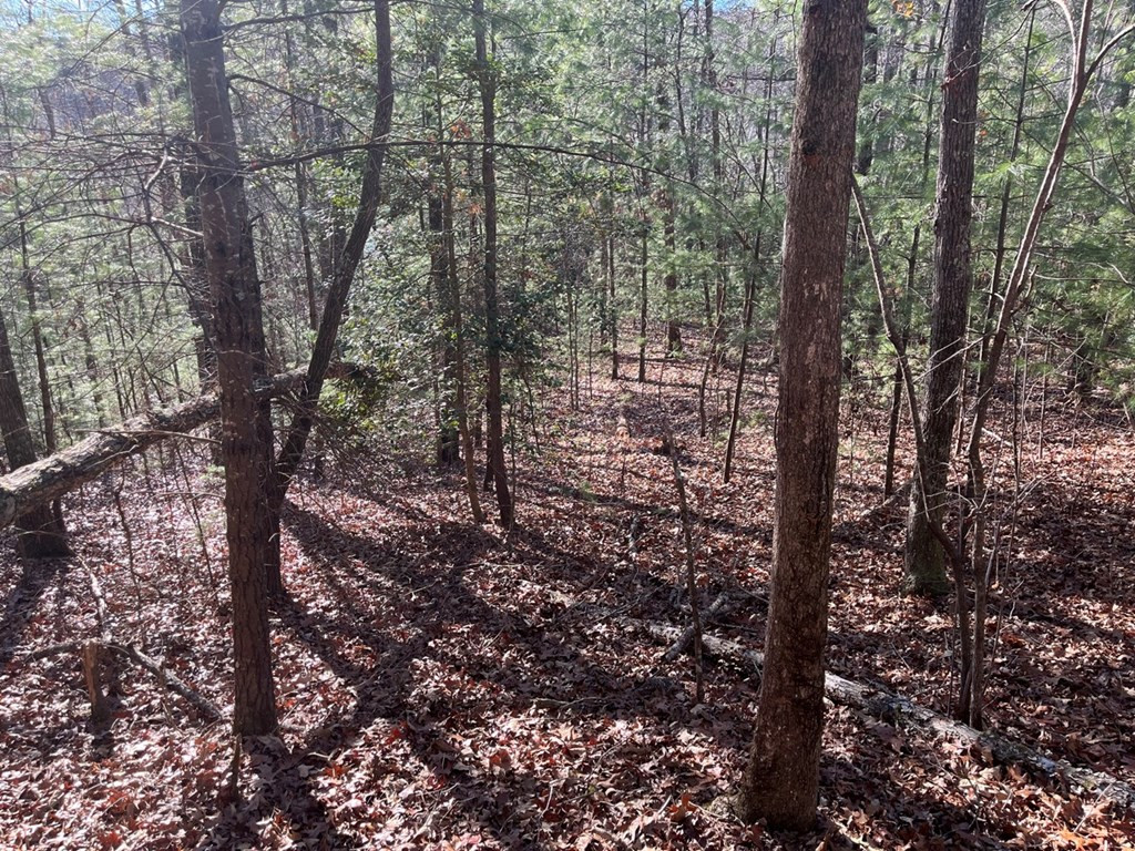Tbd Cp Crk Road Murphy, NC 28906 - Photo 5 of 14