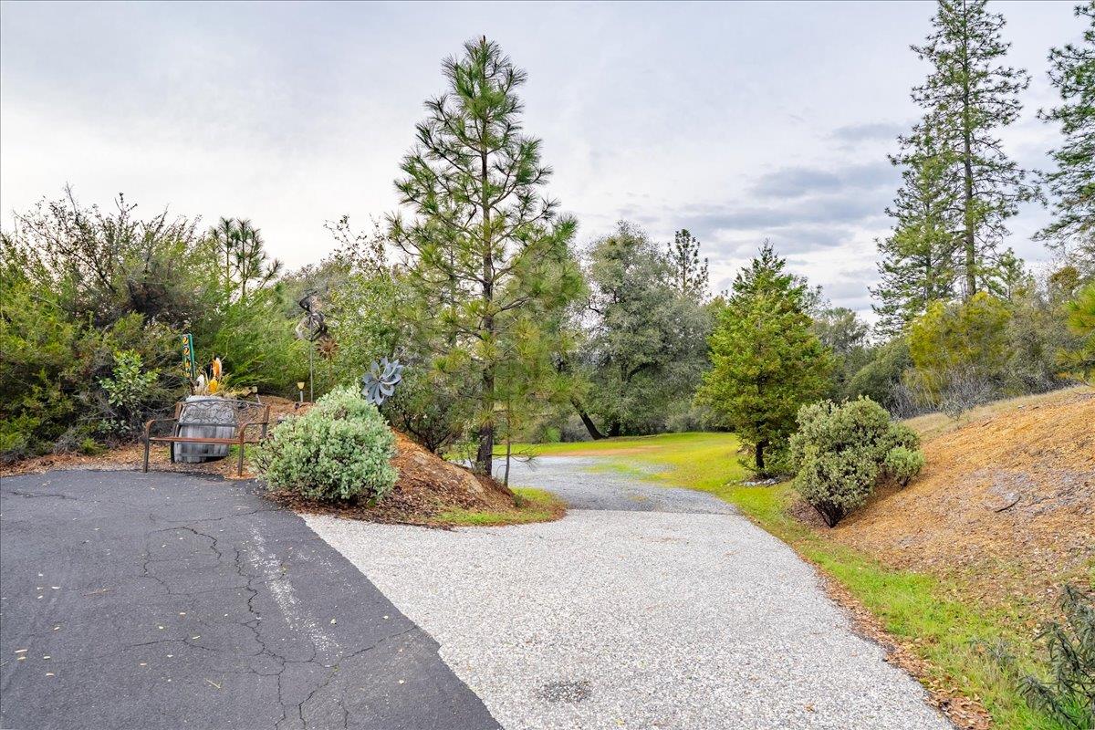 2244 Windmill Court Cool, CA 95614 - Photo 61 of 73 a view of a garden with plants and large trees