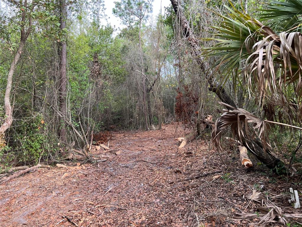 4625 West Kelly Park Road Apopka, FL 32712 - Photo 11 of 13 a view of a backyard with plants and trees