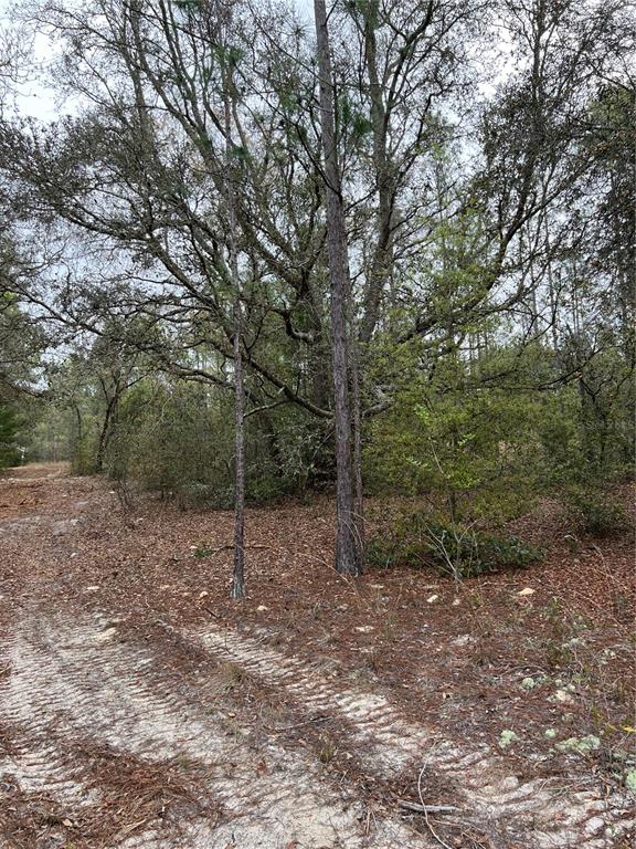 4625 West Kelly Park Road Apopka, FL 32712 - Photo 5 of 13 a view of a forest with trees in the background