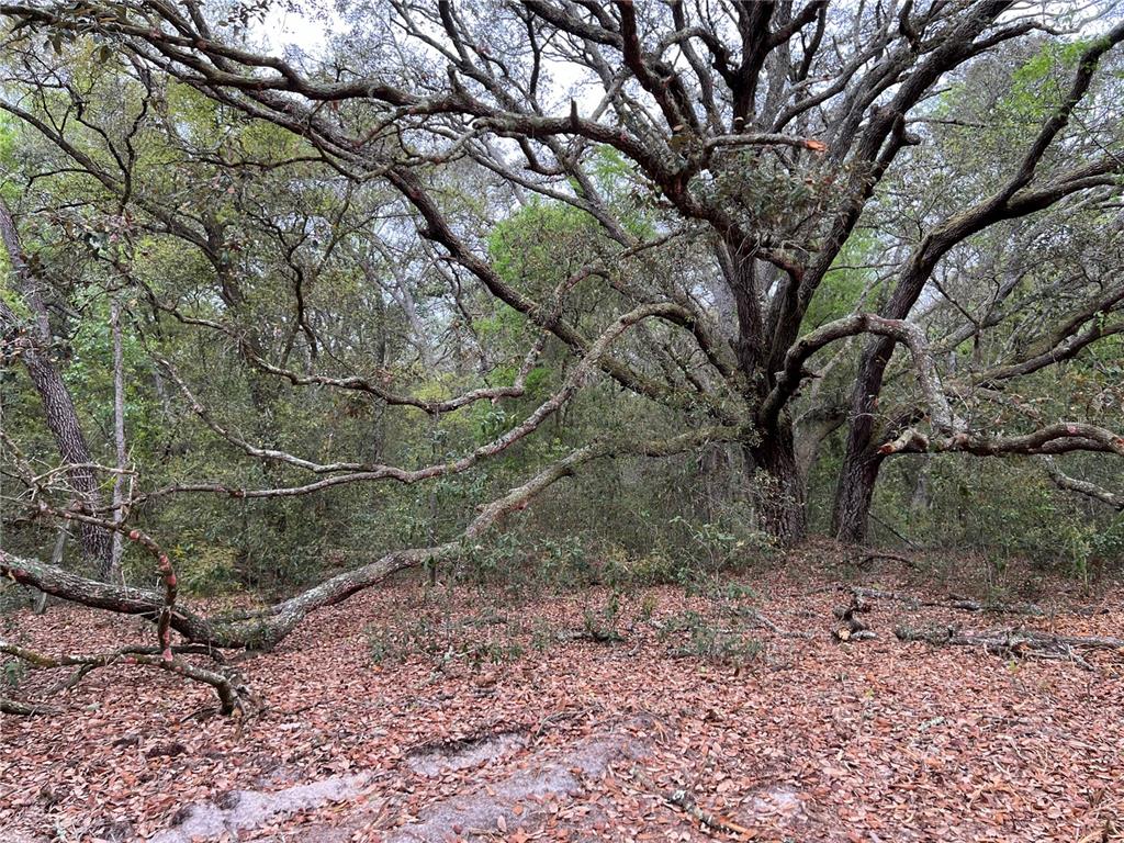 4625 West Kelly Park Road Apopka, FL 32712 - Photo 6 of 13 a backyard of a house with lots of green space
