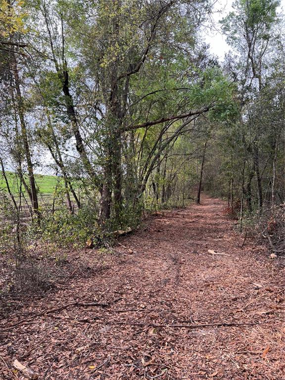 4625 West Kelly Park Road Apopka, FL 32712 - Photo 8 of 13 a view of a yard with plants and trees