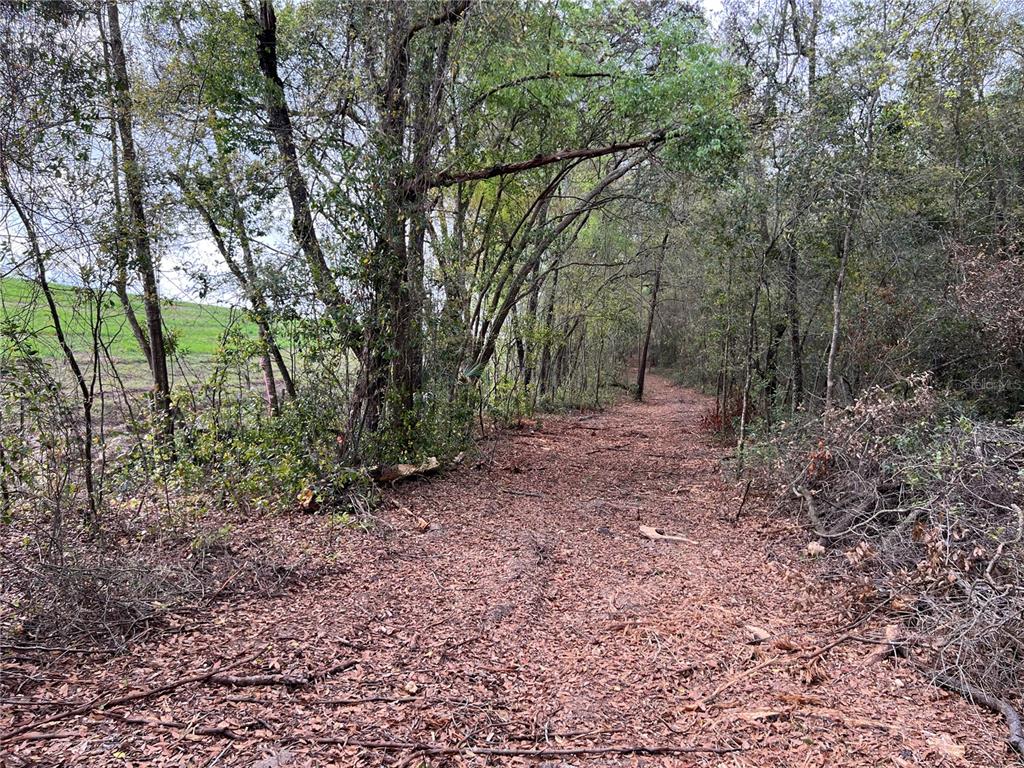 4625 West Kelly Park Road Apopka, FL 32712 - Photo 9 of 13 a view of a forest with trees