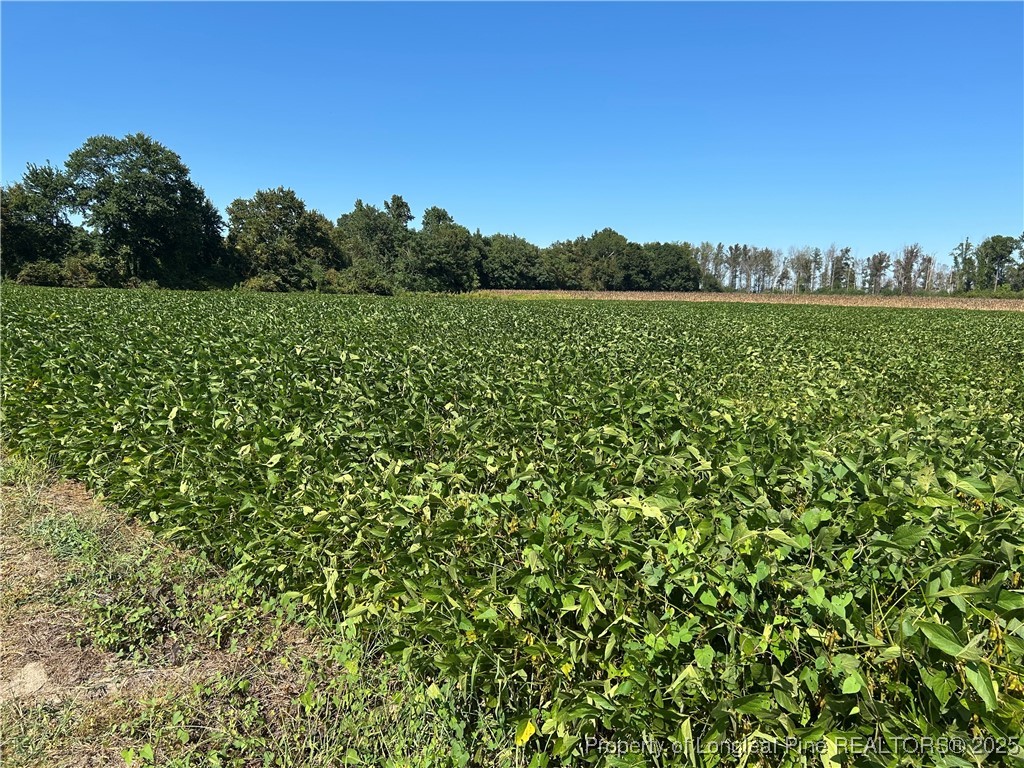 a view of a field with a tree in the background