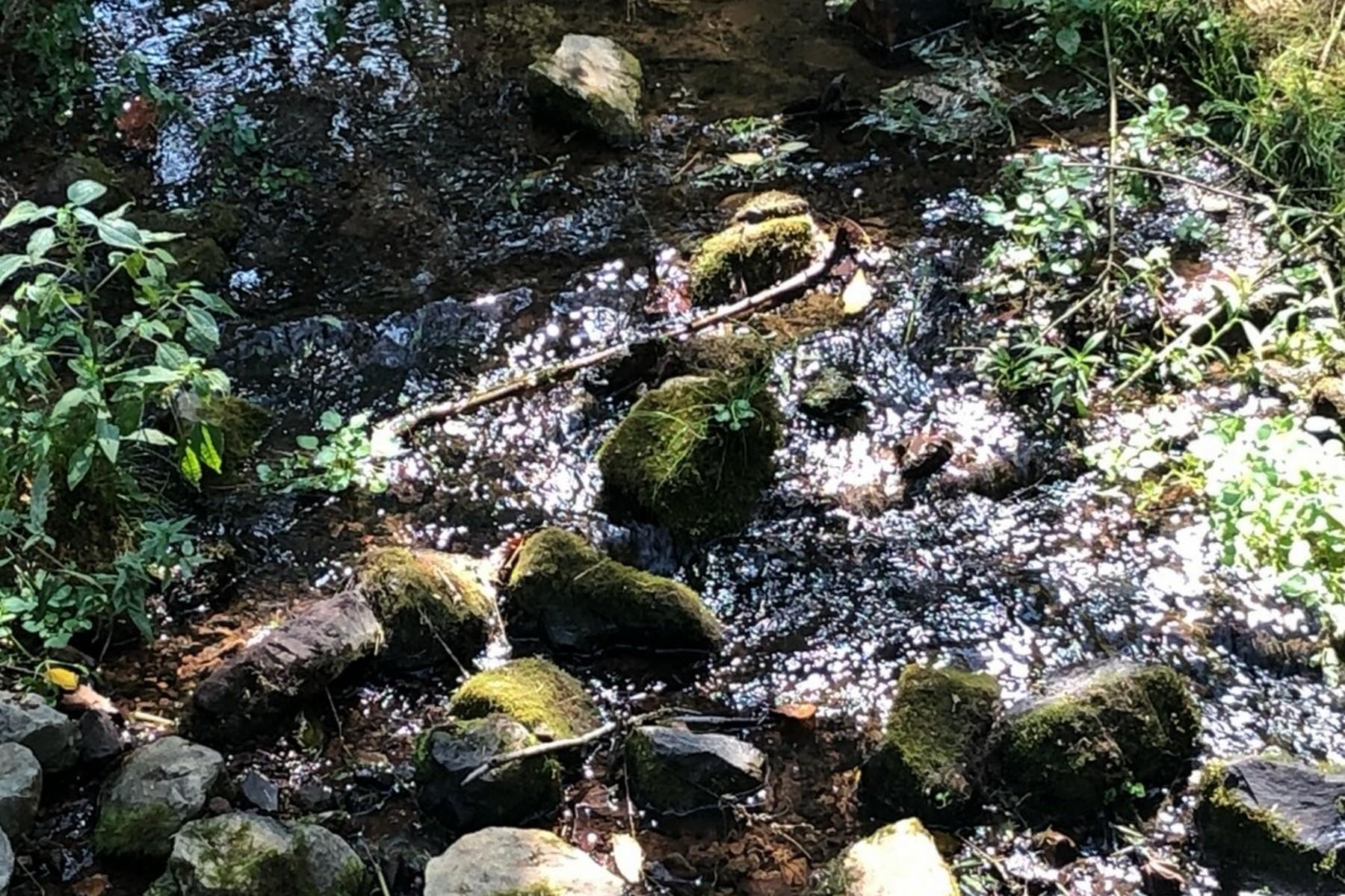 8519 Neubert Springs Road Knoxville, TN 37920 - Photo 17 of 22 16_imagejpeg_1
