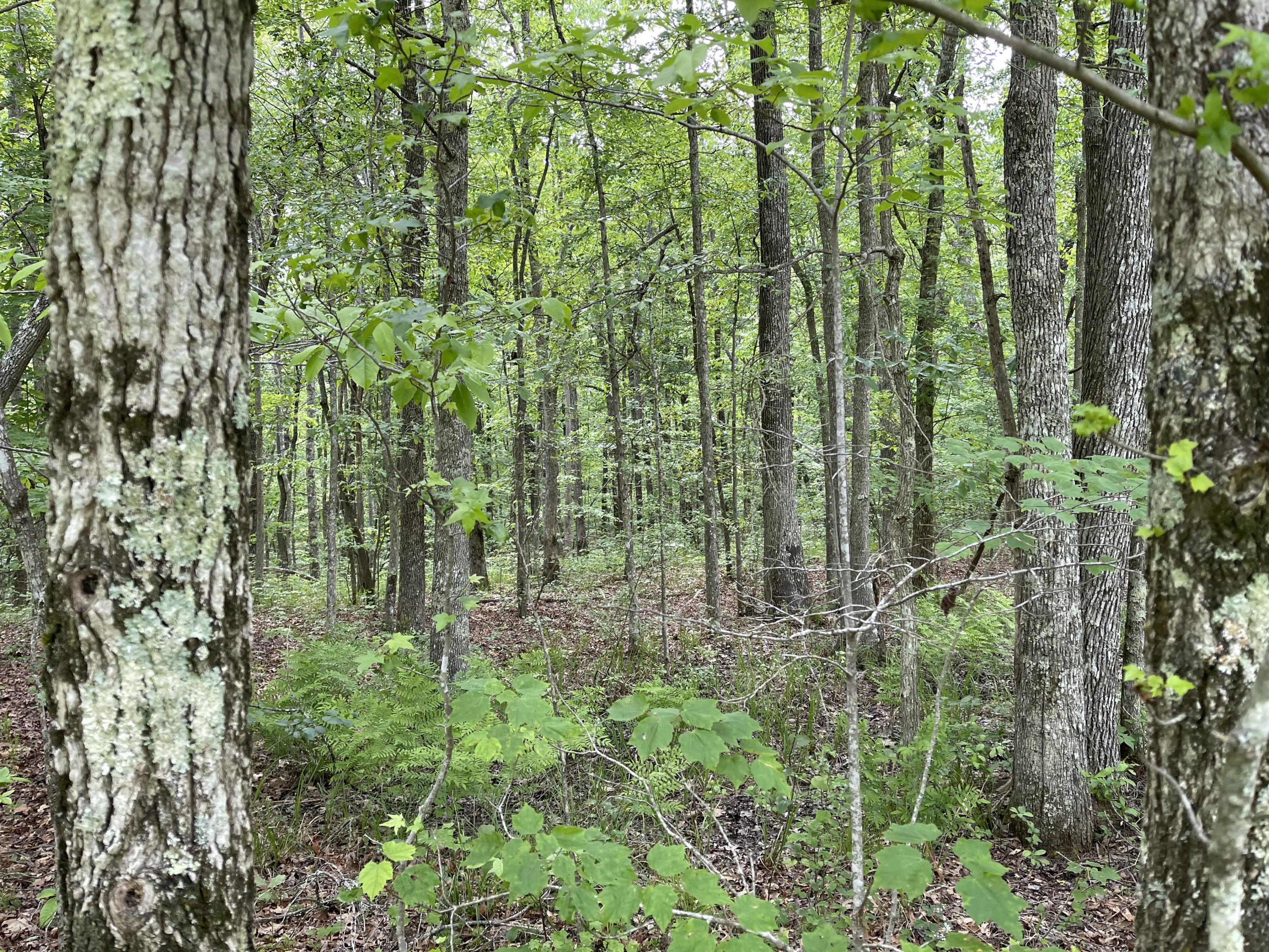 T Road, Unit 4 Monterey, TN 38574 - Photo 1 of 3 D1E5A9F7-C07D-49B7-98B0-9E4E51217A2B