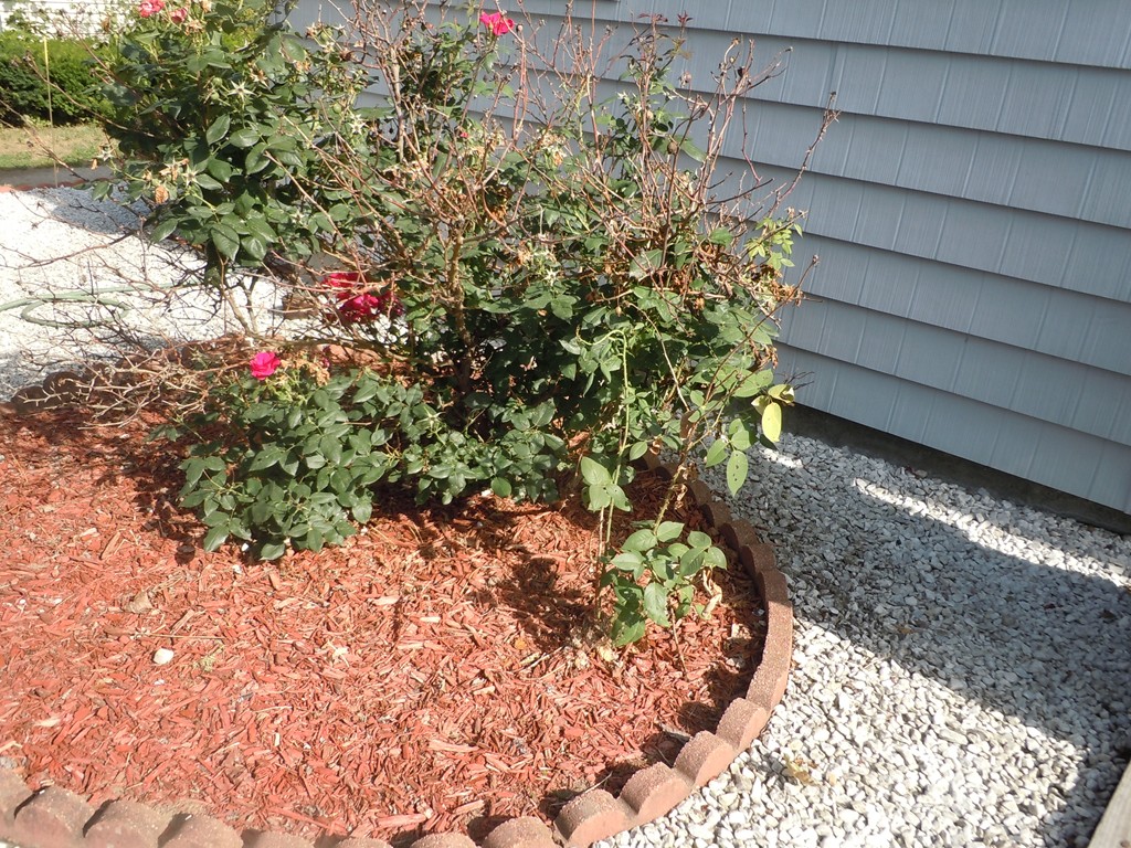 41 Blodgett Street Springfield, MA 01108 - Photo 19 of 23