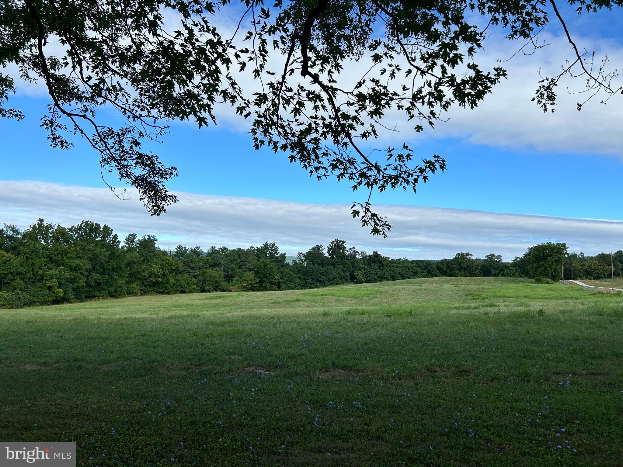 8826 Old Willowbrook Road Frederick, MD 21702 - Photo 8 of 14 a view of a big yard with a large tree