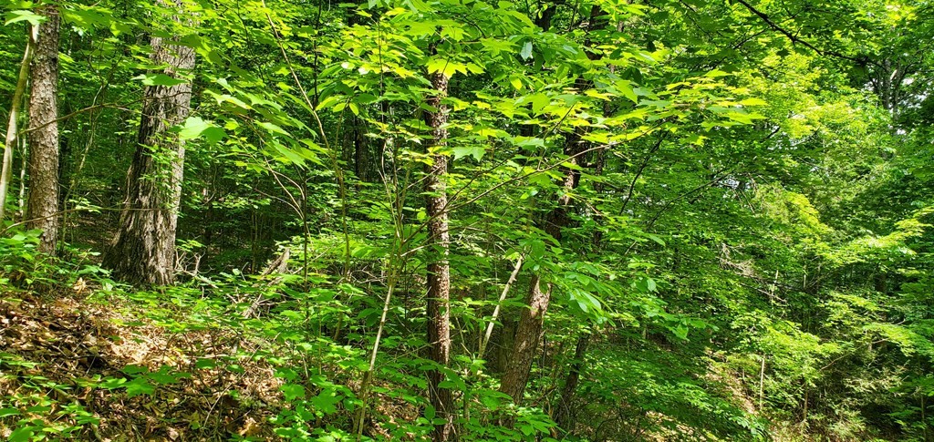 10 Birds Creek Road Sevierville, TN 37876 - Photo 5 of 5