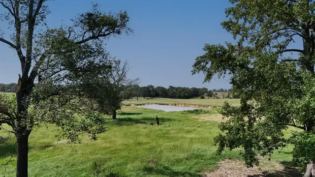 a view of a lush green forest with lawn chairs under an umbrella