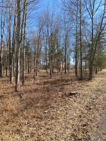 a view of backyard space with large trees