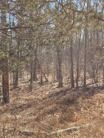 a yard with tall trees