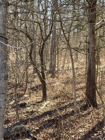 a view of a yard with large trees
