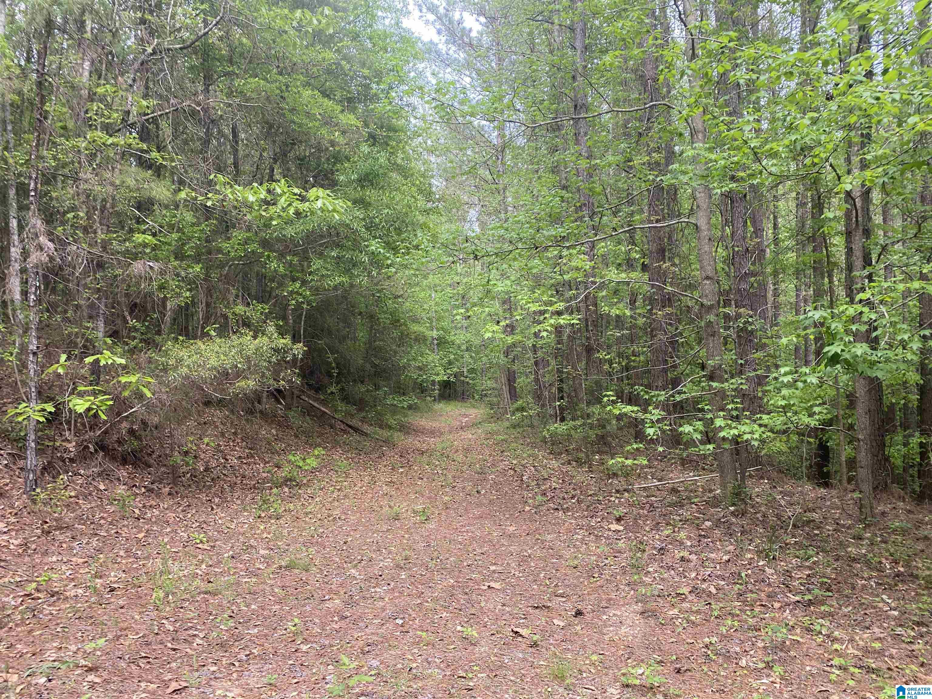 0 County Road 44 Linden, AL 36748 - Photo 40 of 48