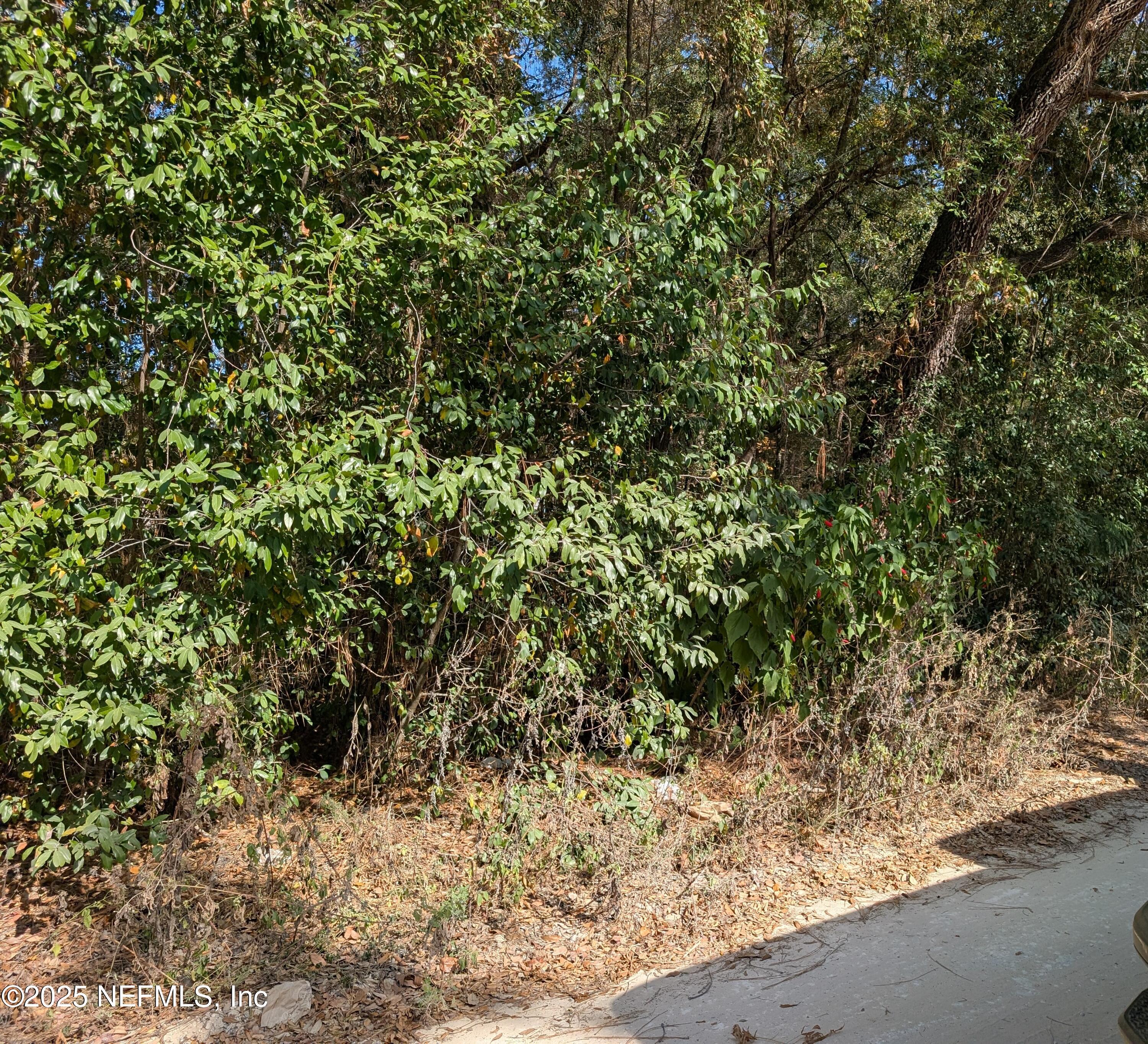 236 2nd Way Interlachen, FL 32148 - Photo 2 of 4 a view of a yard