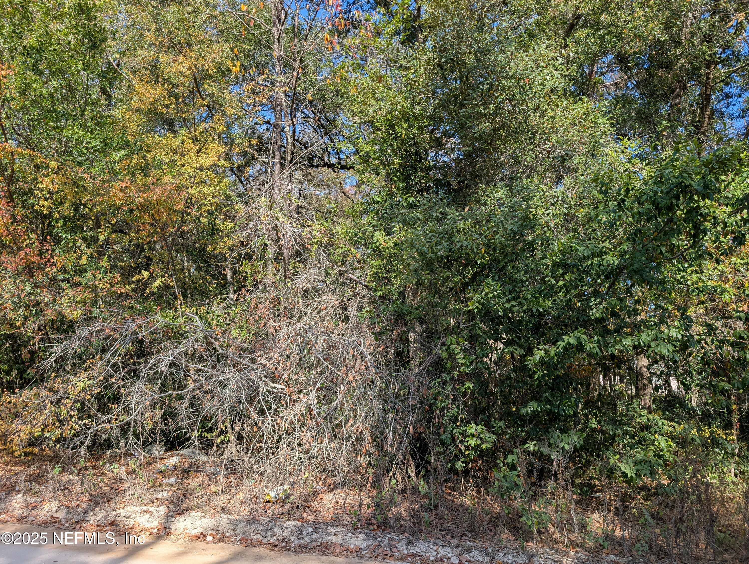 236 2nd Way Interlachen, FL 32148 - Photo 4 of 4 a view of a yard