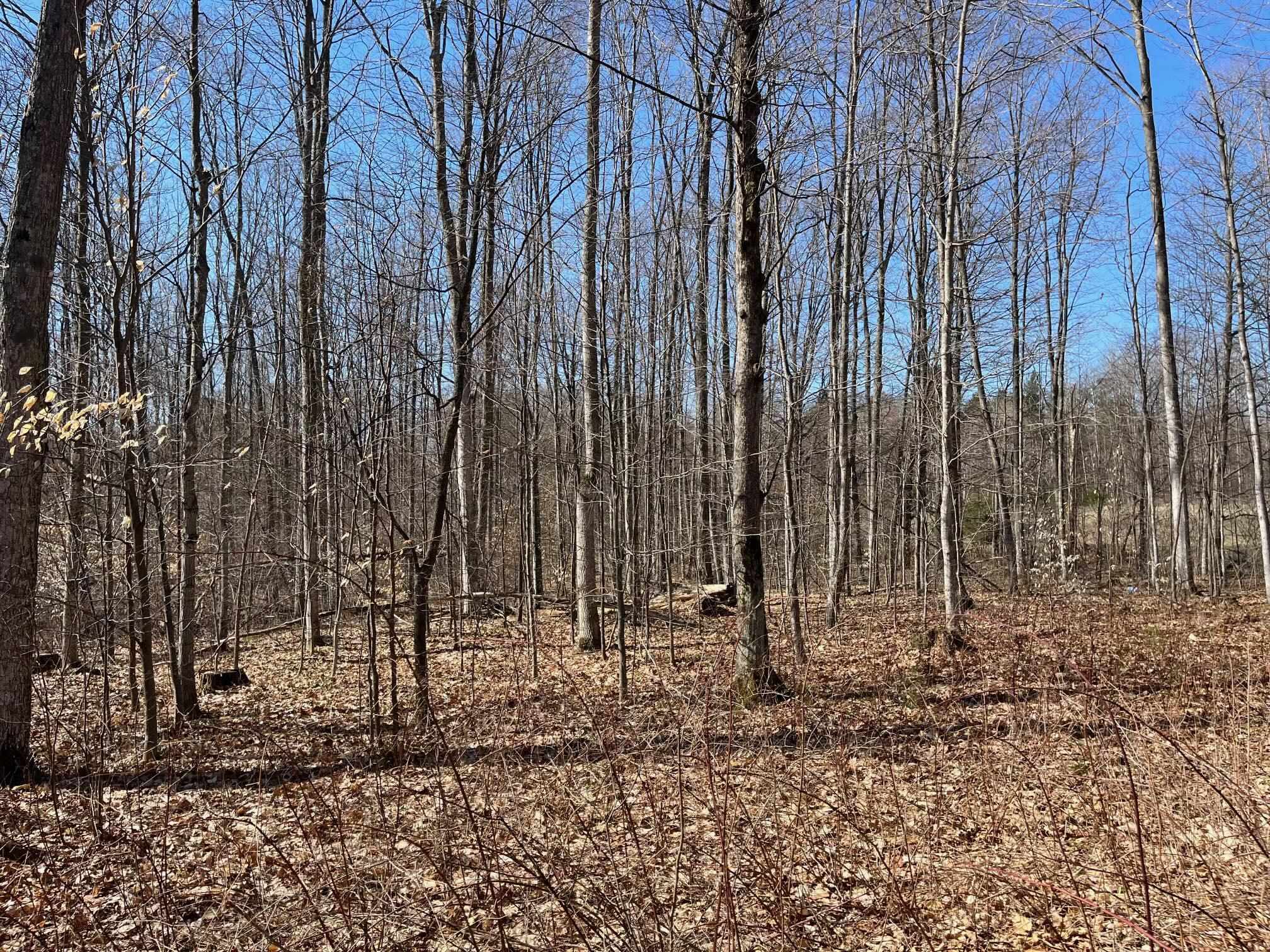2 King Road, Unit LOT: 2 Benzonia, MI 49616 - Photo 1 of 14