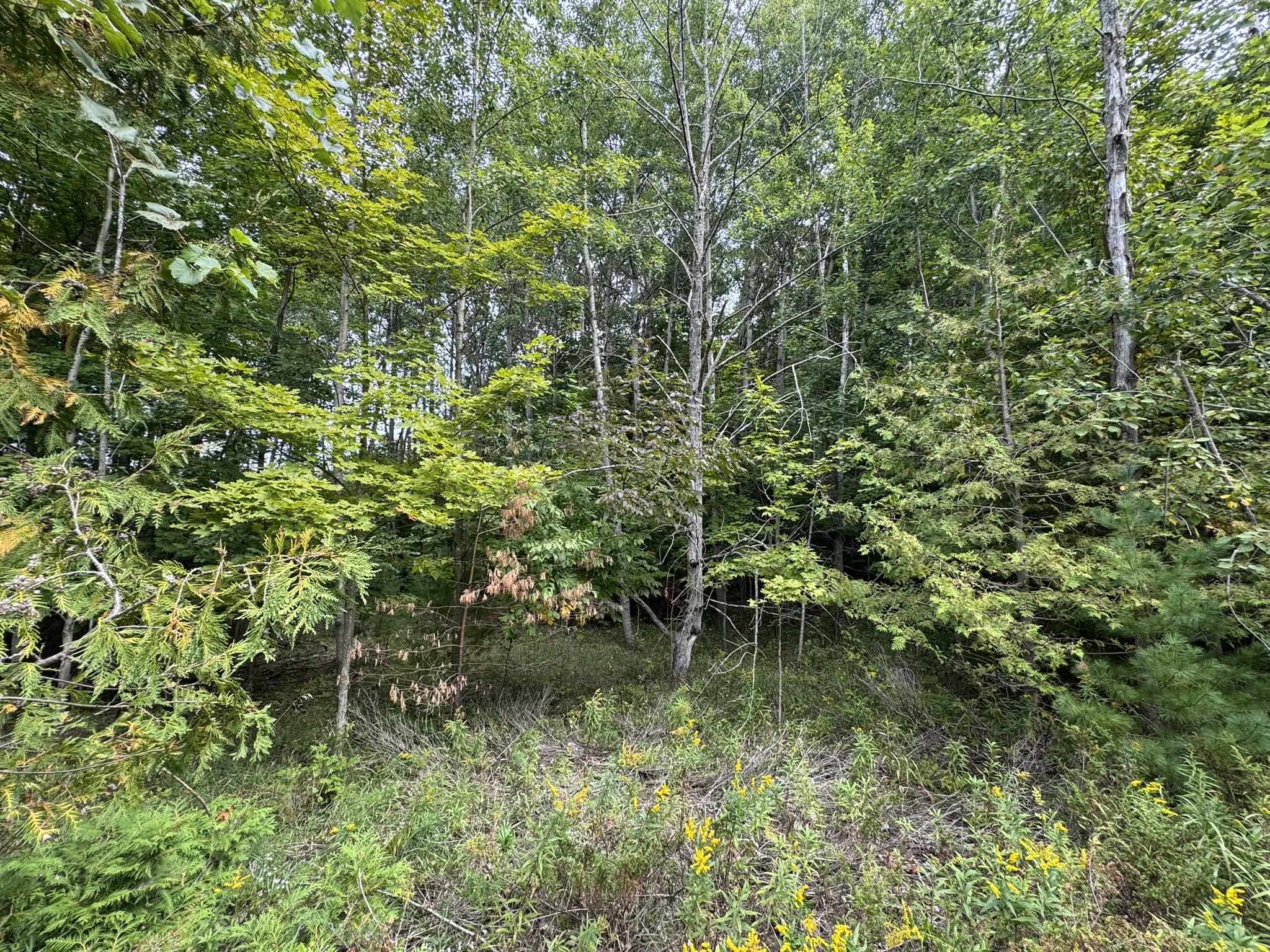 Lot 4 East Old Mountain Road, Unit LOT: 4 Cedar, MI 49621 - Photo 10 of 12